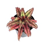 photo: You can buy Plants for Pets Live Bromeliad Plant, Cryptanthus Bivittatus Bromeliads, Potted Houseplants with Planter Pot, Perennial Plants for Home Décor or Outdoor Garden, Fully Rooted in Potting Soil online, best price $16.23 new 2024-2023 bestseller, review