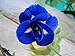 foto Tara-jardín de 50 semillas mariposa azul semillas de guisante CLITORIA ternatea vid de la flor Oganic NATIVE 2024-2023