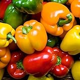 photo: You can buy Rainbow Blend Sweet Bell Pepper Seeds, 50+ Premium Heirloom Seeds,So Much Fun!! A Must Have for Your Home Garden! (Isla's Garden Seeds), Non GMO, 85-90% Germination Rates, Seeds online, best price $7.95 ($0.16 / count) new 2024-2023 bestseller, review