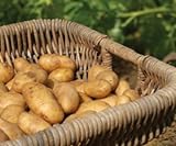 photo: You can buy Russet Seed Potatoes NON-GMO online, best price $14.99 new 2024-2023 bestseller, review