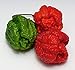 foto Hot Chili Pfeffer X - Capsicum chinense - Pepper - 10 Samen 2023-2022
