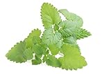photo: You can buy NatureZ Edge Catnip Seeds for Planting, 1700+ Herb Seeds, Indoor or Outdoor Growing, Your Cat Will Love Them, Non-GMO online, best price $4.79 ($0.00 / Count) new 2024-2023 bestseller, review