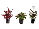foto: jetzt Tropica Pflanzen Set mit 3 schönen roten Topf Pflanzen Aquariumpflanzenset Nr.13 Wasserpflanzen Aquarium Aquariumpflanzen Online, bester Preis 15,44 € neu 2024-2023 Bestseller, Rezension