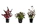 foto Tropica Pflanzen Set mit 3 schönen roten Topf Pflanzen Aquariumpflanzenset Nr.13 Wasserpflanzen Aquarium Aquariumpflanzen 2024-2023