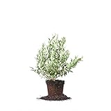 photo: You can buy Perfect Plants Premier Blueberry Live Plant, 1 Gallon, Includes Care Guide online, best price $25.98 new 2024-2023 bestseller, review