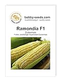 foto: jetzt Gemüsesamen Maissamen Ramondia F1 Zuckermais Portion Online, bester Preis 2,35 € neu 2024-2023 Bestseller, Rezension