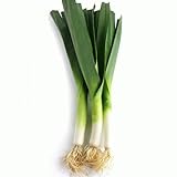 photo: You can buy Large American Flag Leek Seeds, 500 Heirloom Seeds Per Packet, Non GMO Seeds, Botanical Name: Allium ampeloprasum, Isla's Garden Seeds online, best price $5.99 ($0.01 / Count) new 2024-2023 bestseller, review