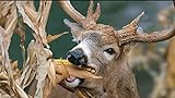 photo: You can buy Dinner Getter Deer Food Plot Corn Seeds - 250 Seeds to Grow Deer Food - High Yielding Hybrid Corn for Big Whitetail Bucks, Great with Deer Mineral online, best price $12.29 new 2024-2023 bestseller, review