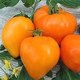 foto: jetzt Tomate Altai Honig - Sehr Leckere Tomatensorte - ertragreich - 10 Samen Online, bester Preis 3,70 € neu 2024-2023 Bestseller, Rezension