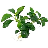 foto: jetzt Anubias nana Petite, Wasserpflanze Loose mit Wurzeln, Kleine Anubias Online, bester Preis 3,99 € neu 2024-2023 Bestseller, Rezension