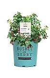 photo: You can buy Premier Plant Solutions 19858 Bushel and Berry Dwarf Thornless Red (Rubus) Strawberry, 2 Gallon, Raspberry Shortcake online, best price $59.95 new 2024-2023 bestseller, review