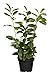 foto Prunus lauroc winterharte Heckenpflanze Kirschlorbeer 40-60cm im Topf gewachsen 2024-2023