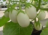 photo: You can buy 25 Pianta Delle Uova Seeds, Excellent italian Small white Eggplant online, best price $2.99 new 2024-2023 bestseller, review