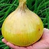 photo: You can buy Ailsa Craig Exhibition Onions Seeds (25+ Seeds) online, best price $4.69 new 2024-2023 bestseller, review