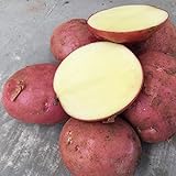 foto: jetzt 200 Stück Kartoffelsamen Schnell wachsende hoch ertragreiche rote hoch ertragreiche Gemüsesamen für den Garten - Kartoffelsamen Online, bester Preis 8,78 € neu 2024-2023 Bestseller, Rezension