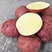 foto 200 Stück Kartoffelsamen Schnell wachsende hoch ertragreiche rote hoch ertragreiche Gemüsesamen für den Garten - Kartoffelsamen 2023-2022