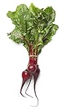 photo: You can buy Beet Seeds for Planting - Sprouting - Microgreens - About 500 Bulls Blood Vegetable Seeds to Plant! online, best price $5.98 new 2024-2023 bestseller, review