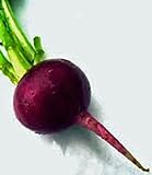 photo: You can buy Beets, Early Wonder, Heirloom, Non GMO, 100 Seeds, Tender N Sweet Beet, Perfect online, best price $2.99 ($0.03 / count) new 2024-2023 bestseller, review