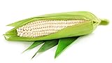 photo: You can buy Silver Queen White Corn, 50 Heirloom Seeds Per Packet, Non GMO Seeds online, best price $6.25 ($0.12 / Count) new 2024-2023 bestseller, review