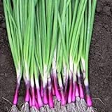 photo: You can buy Scallion “Red Beard” – Bunching Onion Type - Resilient Green Onion Variety | Heirlooms Seeds by Liliana's Garden | online, best price $6.95 new 2024-2023 bestseller, review