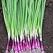 photo Scallion “Red Beard” – Bunching Onion Type - Resilient Green Onion Variety | Heirlooms Seeds by Liliana's Garden | 2022-2021