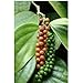 photo Piper nigrum - poivres - Graines de plantes tropicales rares (10) 2024-2023