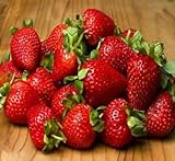 photo: You can buy 20 OZARK BEAUTY STRAWBERRY PLANTS - Organic Non GMO Heirloom Fruit - Bare Root online, best price $25.95 ($1.30 / Ounce) new 2024-2023 bestseller, review