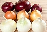 photo: You can buy NIKA SEEDS - Vegetable Onion Rainbow Mix Neutral - 500 Seeds online, best price $8.95 new 2024-2023 bestseller, review