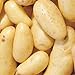photo Banana Potato - 6 Seed Potatoes 2024-2023