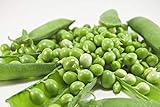 photo: You can buy Early Frosty Pea Seeds, 50 Heirloom Seeds Per Packet, Non GMO Seeds, Isla's Garden Seeds online, best price $5.99 ($0.12 / Count) new 2024-2023 bestseller, review