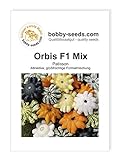 foto: jetzt Orbis F1 Kürbissamen von Bobby-Seeds, Portion Online, bester Preis 2,75 € neu 2024-2023 Bestseller, Rezension