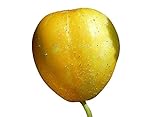 foto: jetzt Zitronengurke (Lemon-Gurke) (Blickfang im Garten) 10 Samen Online, bester Preis 1,99 € neu 2024-2023 Bestseller, Rezension