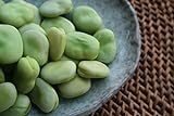 photo: You can buy Broad Windsor Pole Fava Bean Seeds - Non-GMO online, best price $5.99 ($5.45 / Ounce) new 2024-2023 bestseller, review