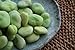 photo Broad Windsor Pole Fava Bean Seeds - Non-GMO 2024-2023