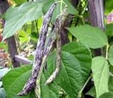 photo: You can buy Heirloom Rattlesnake Pole Bean Seeds by Stonysoil Seed Company online, best price $4.10 new 2024-2023 bestseller, review