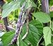 photo Heirloom Rattlesnake Pole Bean Seeds by Stonysoil Seed Company 2024-2023
