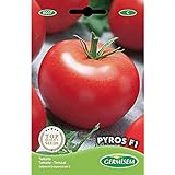 foto: comprar Germisem Pyros F1 Semillas de Tomate 0.1 g, EC8007 on-line, mejor precio 3,68 € nuevo 2024-2023 éxito de ventas, revisión