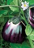 photo: You can buy Salerno Seeds Round Sicilian Eggplant Violetta Di Firenze 4 Grams Made in Italy Italian Non-GMO online, best price $4.99 new 2024-2023 bestseller, review