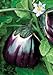 photo Salerno Seeds Round Sicilian Eggplant Violetta Di Firenze 4 Grams Made in Italy Italian Non-GMO 2023-2022
