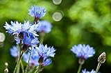 photo: You can buy Sweet Yards Seed Co. Blue Cornflower Seeds – Bachelor Buttons – Extra Large Packet – Over 5,000 Open Pollinated Non-GMO Wildflower Seeds – Centaurea cyanus online, best price $7.97 new 2024-2023 bestseller, review