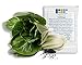 photo 1000 Pak Choi Seeds for Planting - 3+ Grams - White Stem - Heirloom Non-GMO Vegetable Seeds for Planting - AKA Bok Choy, Pok Choi, Chinese Cabbage 2024-2023