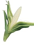 photo: You can buy Burpee Silver Queen Sweet Corn Seeds 200 seeds online, best price $6.97 ($0.03 / Count) new 2024-2023 bestseller, review