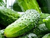 photo: You can buy 100 Boston Pickling Cucumber Seeds | Non-GMO | Fresh Garden Seeds online, best price $6.58 ($0.07 / Count) new 2024-2023 bestseller, review