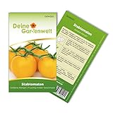 foto: jetzt Stabtomaten Goldene Königin Samen - Solanum lycopersicum - Tomatensamen - Gemüsesamen - Saatgut für 20 Pflanzen Online, bester Preis 1,99 € (0,10 € / stück) neu 2024-2023 Bestseller, Rezension