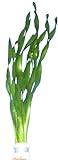 foto: jetzt vallisneria-tortifolia, Kleine Schrauben Vallisneria, Aquarienpflanzen, Wasserpflanzen Online, bester Preis 2,95 € neu 2024-2023 Bestseller, Rezension