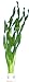 foto vallisneria-tortifolia, Kleine Schrauben Vallisneria, Aquarienpflanzen, Wasserpflanzen 2024-2023