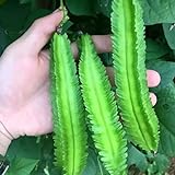 photo: You can buy 20 Pcs Non-GMO Winged Bean Seeds Psophocarpus Tetragonolobus Natural Green Seeds,for Growing Seeds in The Garden or Home Vegetable Garden online, best price $8.99 new 2024-2023 bestseller, review