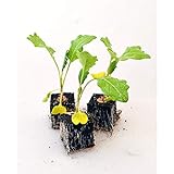 foto: jetzt Gemüsepflanzen - Kohlrabi/Weisser - Brassica oleracea var. gongylodes - 12 Pflanzen Online, bester Preis 5,90 € (0,49 € / Stück) neu 2024-2023 Bestseller, Rezension