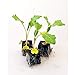 foto Gemüsepflanzen - Kohlrabi/Weisser - Brassica oleracea var. gongylodes - 12 Pflanzen 2023-2022
