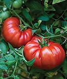 photo: You can buy Burpee Steakhouse Hybrid 25 Non-GMO Large Beefsteak Garden Produces Giant 3 LB Fresh Tomatoes | Vegetable Seeds for Planting online, best price $8.06 ($0.32 / Count) new 2024-2023 bestseller, review